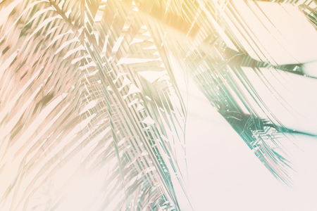 Leaves of coconut palm tree with sun across leaves.の写真素材