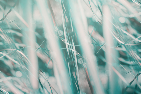 Morning light falls through palm leaf. Exotic tropical foliage Toned turquoise green pink colors nature vintage background. Landscape garden wallpaper. High resolutionの写真素材