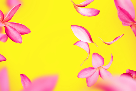 Pink frangipani or plumeria flower petals flying on yellow. Spring floral romantic concept. Design elements for wedding card, banner, flyer. Concept of women, mothers, valentines day. Levitationの写真素材