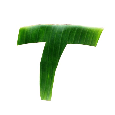 T. One letter green tropical palm leaf alphabet isolated on whiteの写真素材