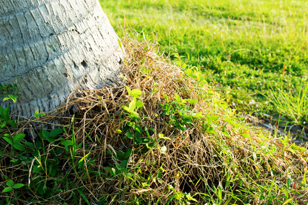 Leaves of coconut palm tree with sun across leaves. Spring summer new greens. Natural background. Thailandの写真素材
