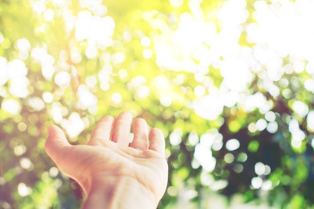 Hand touch nature. Morning light through summer green foliage.の写真素材
