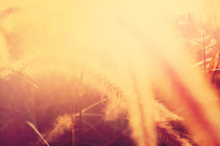 Morning light through summer   foliage.の写真素材