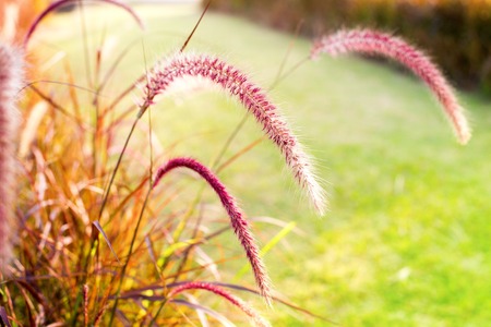 Light through summer grass bokeh Naturalの写真素材