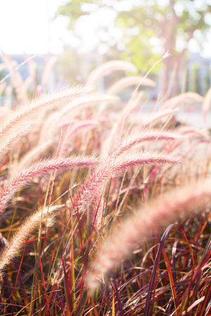 Morning light through summer gentle, fluffy, pink grass bokeh Natural