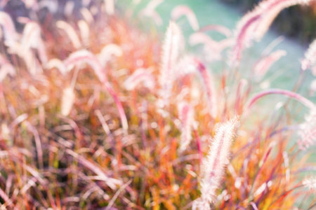 Morning light through summer gentle, fluffy, pink grass bokeh