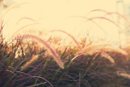 Light through summer grass bokeh Naturalの写真素材