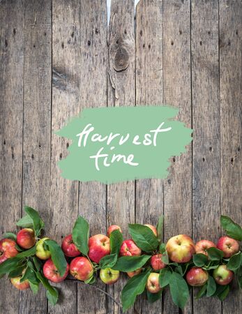 Text harvest time. Fresh garden apple with green leaves in line on wooden vintage natural background. Summer autumn concept with template for designの写真素材