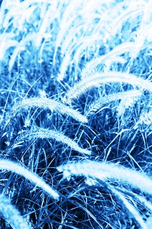 Abstract natural geometrical symmetry background. Pattern from grass. Toned in blue trend color of the year 2020. Banner boho styleの写真素材