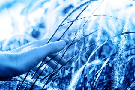 Man touching tall grass in blue tonedの写真素材