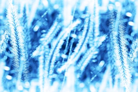 Abstract natural geometrical symmetry background. Pattern from grass. Toned in blue trend color of the year 2020. Banner boho style. Double exposureの写真素材