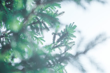 Green fir tree coniferous needles background. Beautiful spruce branch with needles. Christmas tree...