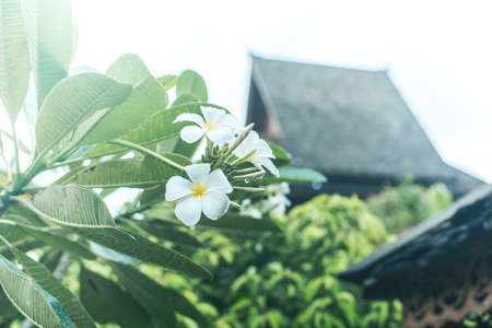 Roof of authentic Thai house with natural tiles and outdoor patio after rain. Natural scene with wild trees and white plumeria or frangipani flower around. Travel. True Thailand. Ecotourism.の写真素材