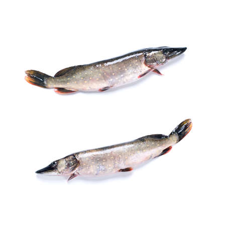 Single Pike Fish Animal Isolated on White Fresh Sea Foodの写真素材