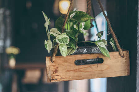 Green loach plant in handing wooden box against black wall decorate the interior. Handmadeの写真素材