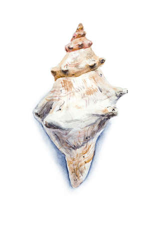 Seashell painted in watercolor in vector on a white backgroundのイラスト素材
