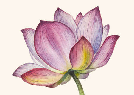 Lotus flower macro botany, watercolor in vectorのイラスト素材