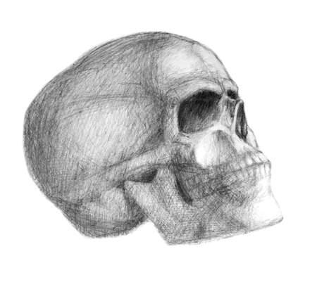 Human skull drawn with a graphical pencil on white paperのイラスト素材