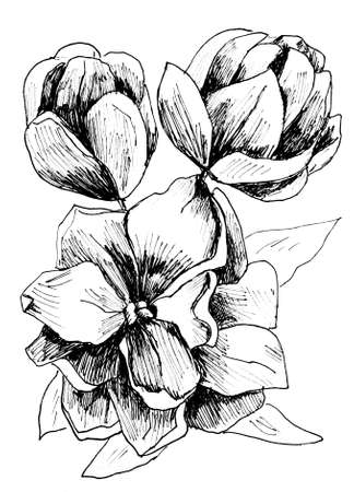 Close-up lilac flowers drawn with black penのイラスト素材