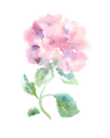 Hydrangea pink flower painted in watercolor on white paper patternの写真素材