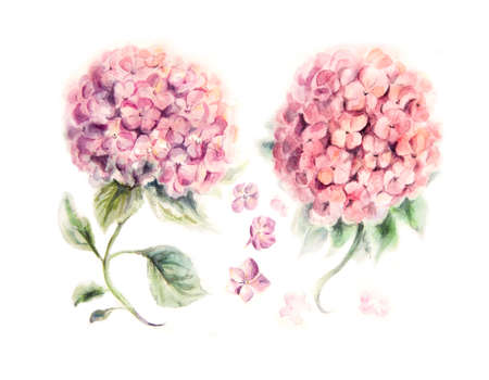 Hydrangea pink flower painted in watercolor on white paper patternの写真素材