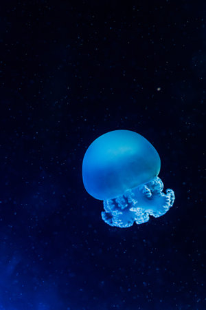 Several glowing blue jellyfish drifting in dark ocean water, captured underwater with soft focus and...
