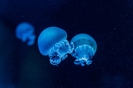 Several glowing blue jellyfish drifting in dark ocean water, captured underwater with soft focus and...