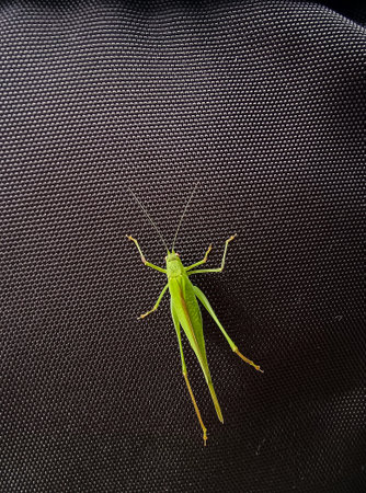Close-up of a bright green katydid resting on a textured surface, photographed from above in an...