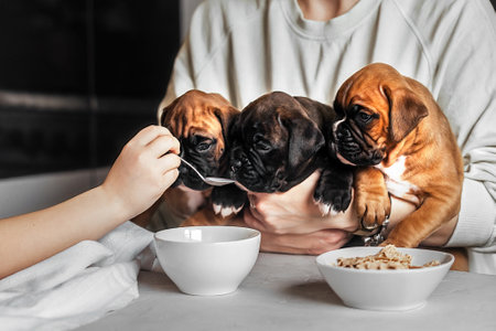 A young woman holds in her arms three puppies of the German boxer breed in front of the table during breakfast, a childs pen feeds small dogs, like children, from a spoonの写真素材