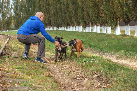 a male owner of a dog kennel of the German boxer breed walks adult dogs and trains them on a walk in nature, plays with them, the dogs wear an apportの写真素材