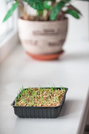 Grass vitamin for pets is grown at home. Sprouted oats for cats and dogs in a tray stands on the windowの写真素材