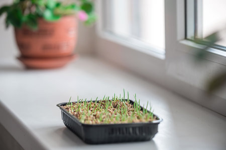Grass vitamin for pets is grown at home. Sprouted oats for cats and dogs in a tray stands on the windowの写真素材