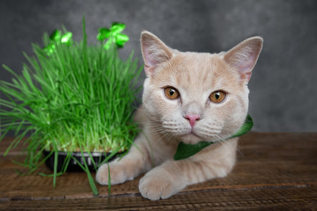 Funny peach cat lies on near the sprouted grass for animals with the symbol of St. Patrick, the shamrock. Spring holiday St. Patricks day and petの写真素材