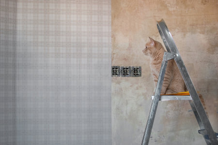 The house is being renovated, wallpaper is being glued. a beautiful red cat sits on the stairs and looks at the wallsの写真素材