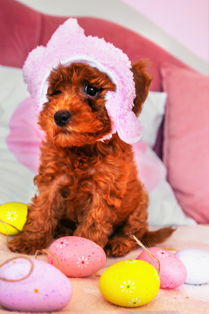 a funny toy poodle puppy in a pink Easter hat with ears sits on the bed, next to it are bright decorated eggsの写真素材
