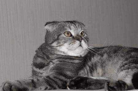 Portrait of a fat tabby cat. A cat with floppy ears.