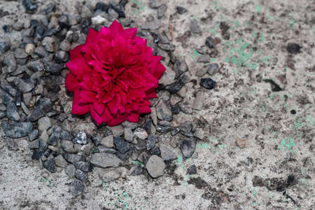 Red rosebud on a background of concrete and stones.の写真素材