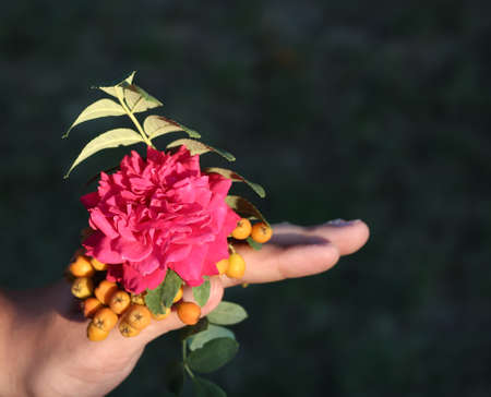 In the hand of a rose and an unripe Rowan.の写真素材