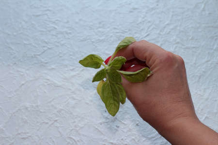 Seedlings in a woman's hand on a light background.の写真素材
