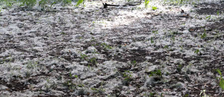 Poplar down on the ground. White earth from the seeds of a poplar tree.の写真素材