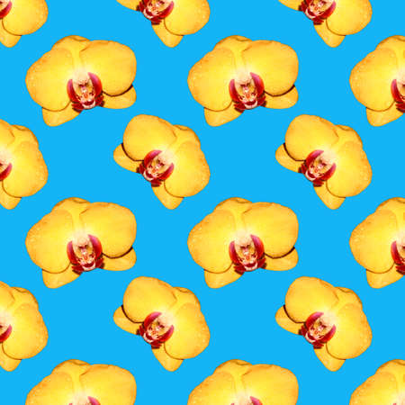 Seamless pattern of yellow Orchid flowers. Flowers for the background. Flowers on a blue background.の写真素材