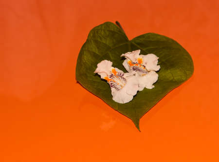 White flower plant bignonioides on a green leaf on orange background.の写真素材
