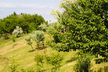 Trees on the mountainside. Plants against the sky.の写真素材