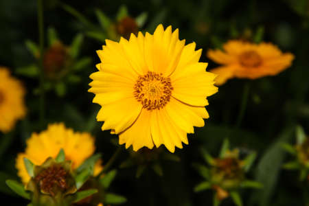 Yellow flowers in the garden. Evening garden.の写真素材