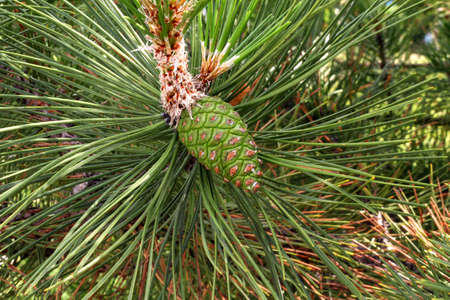 A green cone on a fir tree.の写真素材