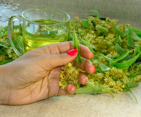 Linden flowers in a woman's hand on a linen background.の写真素材