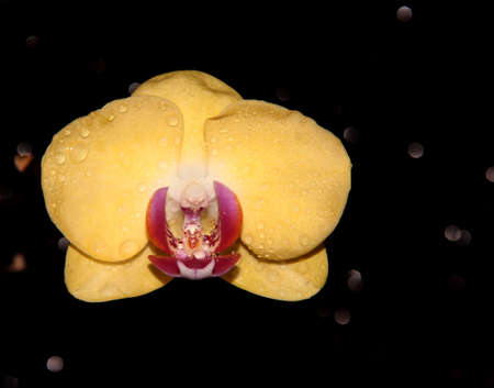 Yellow Orchid on a shiny black background. Flower on a dark background.の写真素材