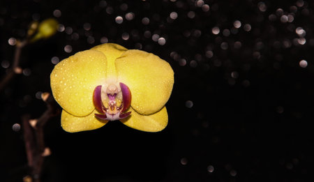 Yellow Orchid on a shiny black background. Flower on a dark background.