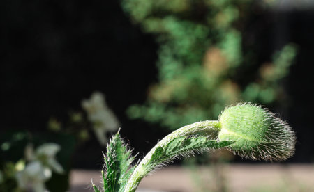 An unopened poppy Bud. Beautiful vegetation. Fluffy green Bud.の写真素材