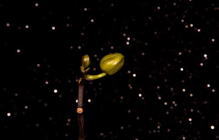 Closed Orchid Bud on a black background. Green Bud.の写真素材